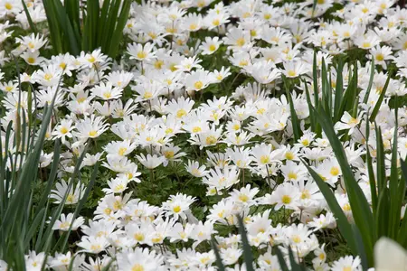 Anemone blanda 'White Splendour' - P9 - image 1