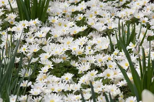 Anemone blanda 'White Splendour'
