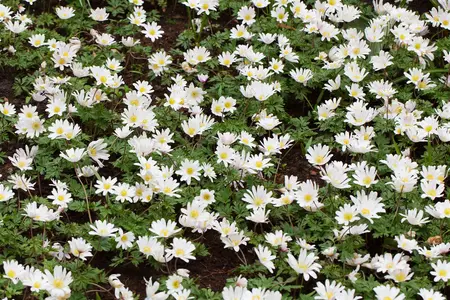Anemone blanda 'White Splendour' - P9 - image 3
