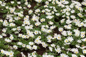 Anemone blanda 'White Splendour' - P9 - image 3