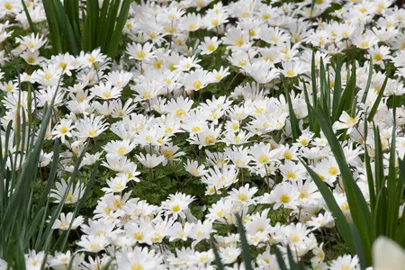 Anemone blanda 'White Splendour' - flower bulb 8/10 - image 1