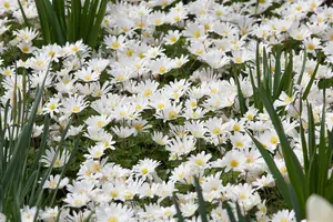 Anemone blanda 'White Splendour'