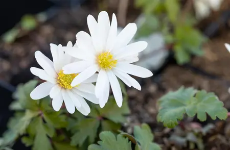 Anemone blanda 'White Splendour' - P9 - image 5