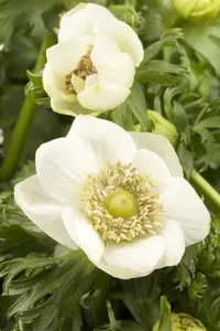 Anemone coronaria 'Mount Everest'