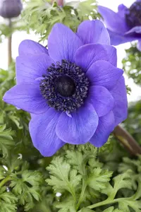 Anemone coronaria 'St Brigid'