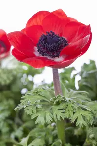 Anemone coronaria 'St Brigid' - flower bulb 4/6 - image 2