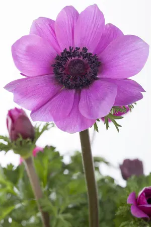 Anemone coronaria 'St Brigid' - flower bulb 4/6 - image 3