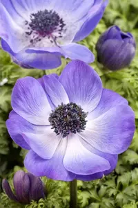 Anemone coronaria 'St Brigid' - flower bulb 8/10 - image 5