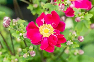 Anemone 'Fantasy" Ariel'