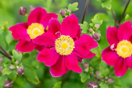 Anemone 'Fantasy" Ariel' - 2 Ltr pot - image 2