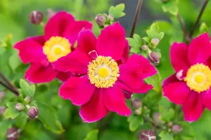 Anemone 'Fantasy" Ariel' - 2 Ltr pot - image 2