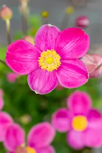 Anemone 'Fantasy? Jasmine' - 4.5 Ltr pot - image 2