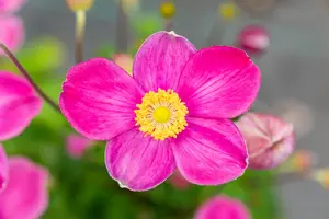 Anemone 'Fantasy? Jasmine'
