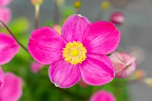 Anemone 'Fantasy? Pocahontas'