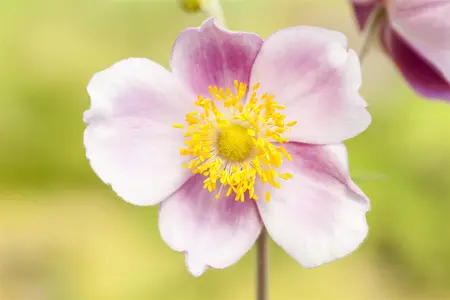 Anemone hup. 'Emmy Pink Blush' - P11 - image 2