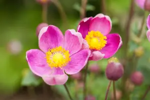Anemone hup. 'Praecox'