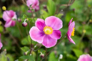 Anemone hup. 'Praecox' - 1.5 Ltr pot - image 2