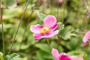 Anemone hup. 'Praecox' - 1.5 Ltr pot - image 3
