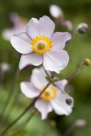 Anemone hup. 'Prinz Heinrich' - 1.5 Ltr pot - image 2