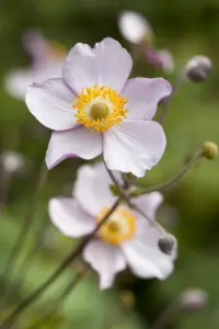 Anemone hup. 'Prinz Heinrich' - 1.5 Ltr pot - image 2