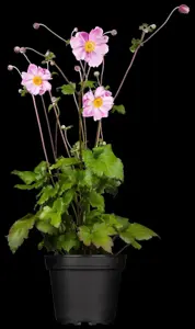 Anemone hup. 'Prinz Heinrich'