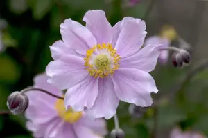 Anemone hup. 'September Charm'