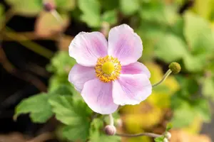 Anemone hup. 'September Charm' - 2 Ltr pot - image 4