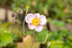 Anemone hup. 'September Charm' - 2 Ltr pot - image 5