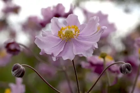 Anemone hup. 'September Charm' - 3 Ltr pot - image 2