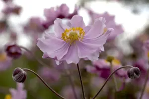 Anemone hup. 'September Charm' - 3 Ltr pot - image 2