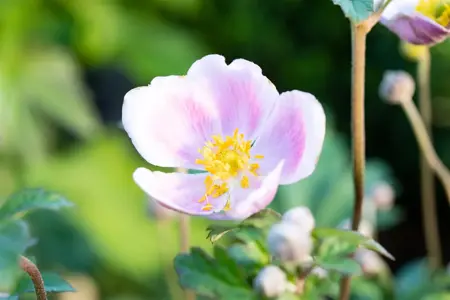 Anemone hup. 'September Charm' - 3 Ltr pot - image 3