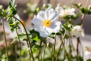 Anemone hyb. 'Andrea Atkinson'