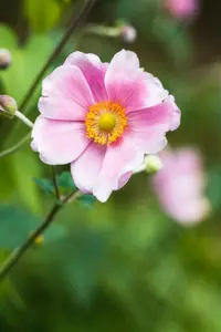 Anemone hyb. 'Bowles' Pink'