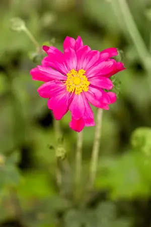 Anemone hyb. 'Bressingham Glow' - 2 Ltr pot - image 1