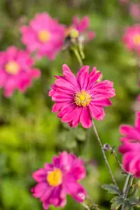 Anemone hyb. 'Bressingham Glow' - 2 Ltr pot - image 3