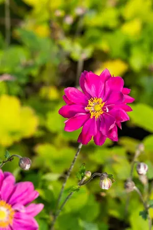 Anemone hyb. 'Bressingham Glow' - 2 Ltr pot - image 5