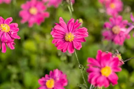 Anemone hyb. 'Bressingham Glow' - 2 Ltr pot - image 2