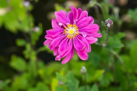 Anemone hyb. 'Bressingham Glow' - 2 Ltr pot - image 4