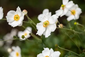 Anemone hyb. 'Elfin Swan'