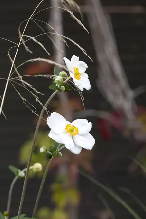 Anemone hyb. 'Honorine Jobert' - 5 Ltr pot - image 1