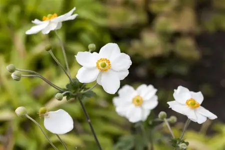 Anemone hyb. 'Honorine Jobert' - 1.5 Ltr pot - image 2