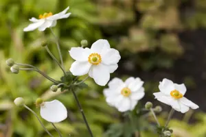 Anemone hyb. 'Honorine Jobert' - 1.5 Ltr pot - image 2