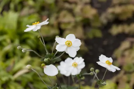 Anemone hyb. 'Honorine Jobert' - 1.5 Ltr pot - image 3