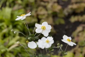 Anemone hyb. 'Honorine Jobert' - 1.5 Ltr pot - image 3