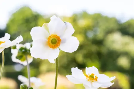 Anemone hyb. 'Honorine Jobert' - 1.5 Ltr pot - image 4
