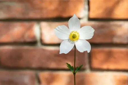 Anemone hyb. 'Honorine Jobert' - 1.5 Ltr pot - image 5