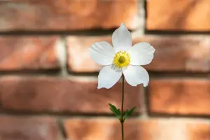 Anemone hyb. 'Honorine Jobert' - 1.5 Ltr pot - image 5