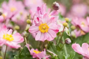 Anemone hyb. 'K?nigin Charlotte'
