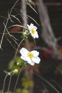 Anemone hyb. 'Leather and Lace'?