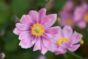 Anemone hyb. 'Ouvert?re'